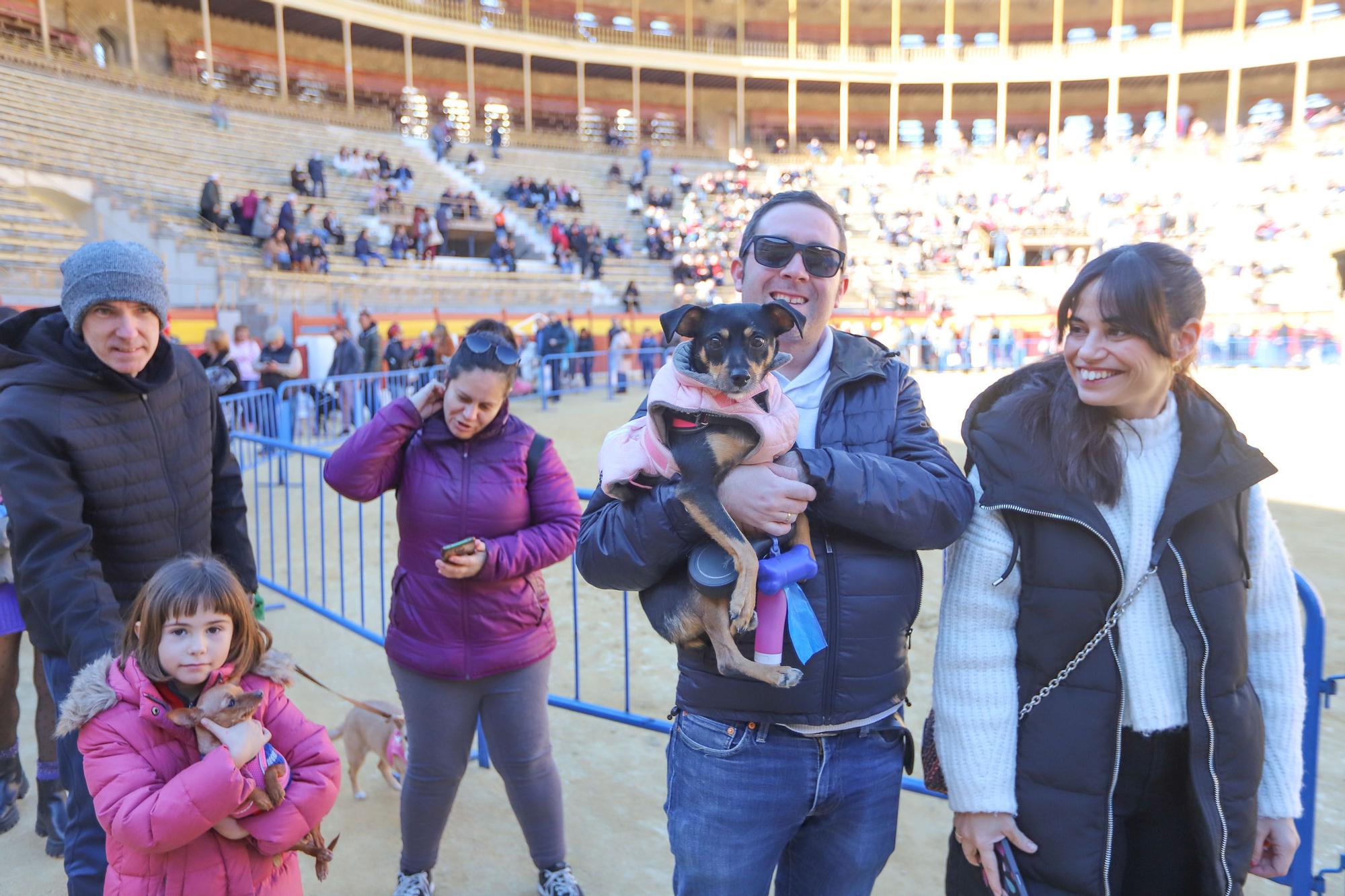 Concurso ecuestre y Bendición de animales por San Antón en Alicante