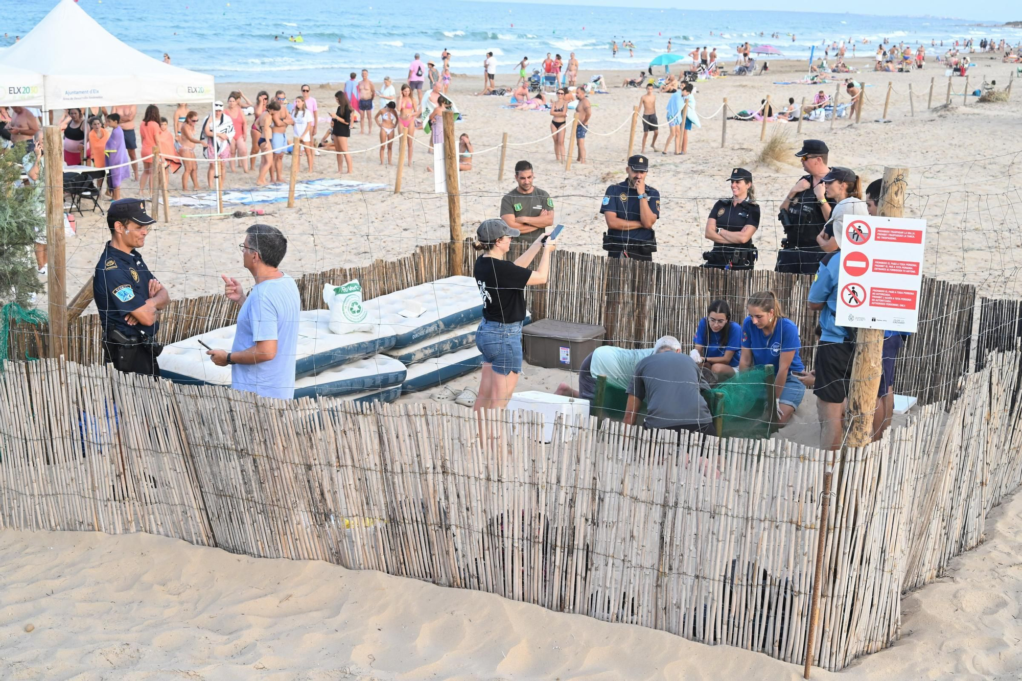 Gran expectación en Arenales del Sol por la suelta de 57 tortugas bobas recién nacidas