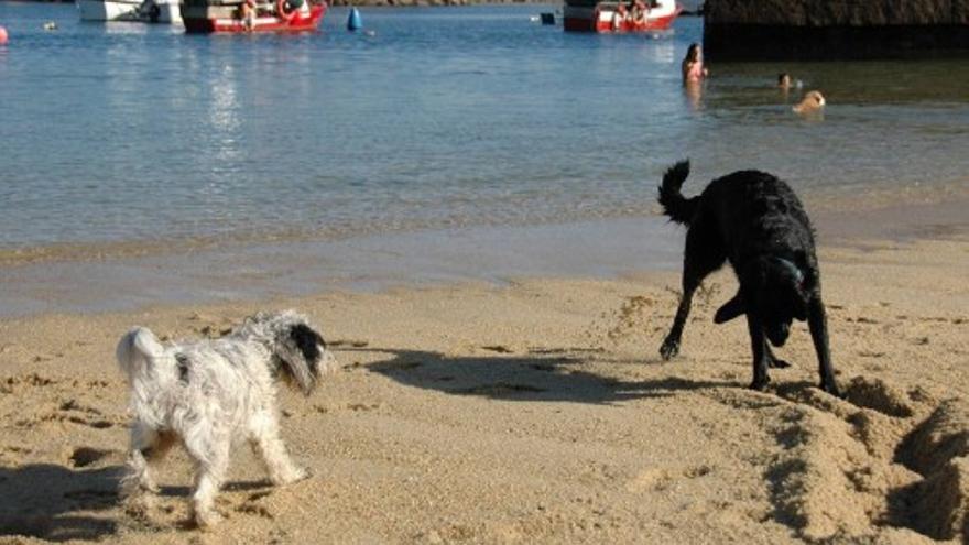 Las playas caninas, activo turístico