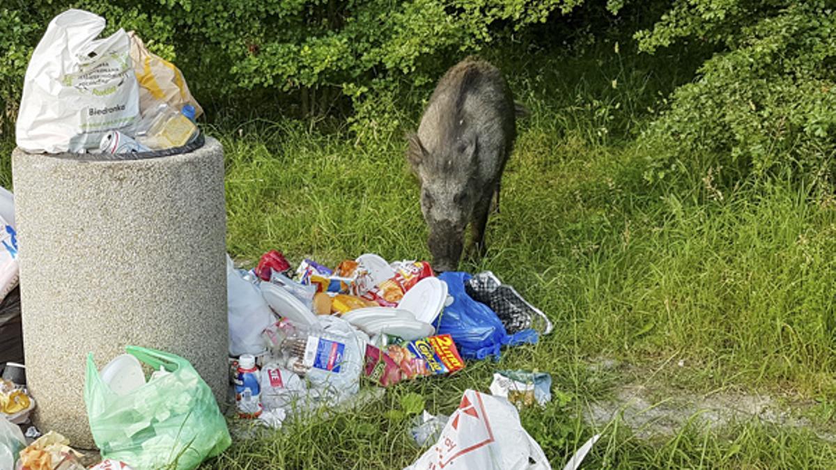 Un jabalí buscando rebuscando comida en una papelera