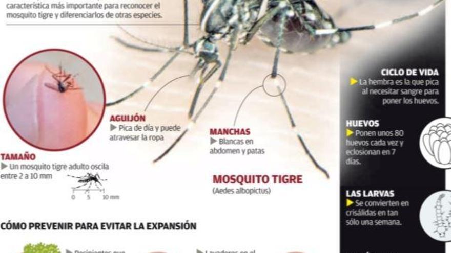 València incrementa los medios contra el mosquito tigre tras las últimas lluvias