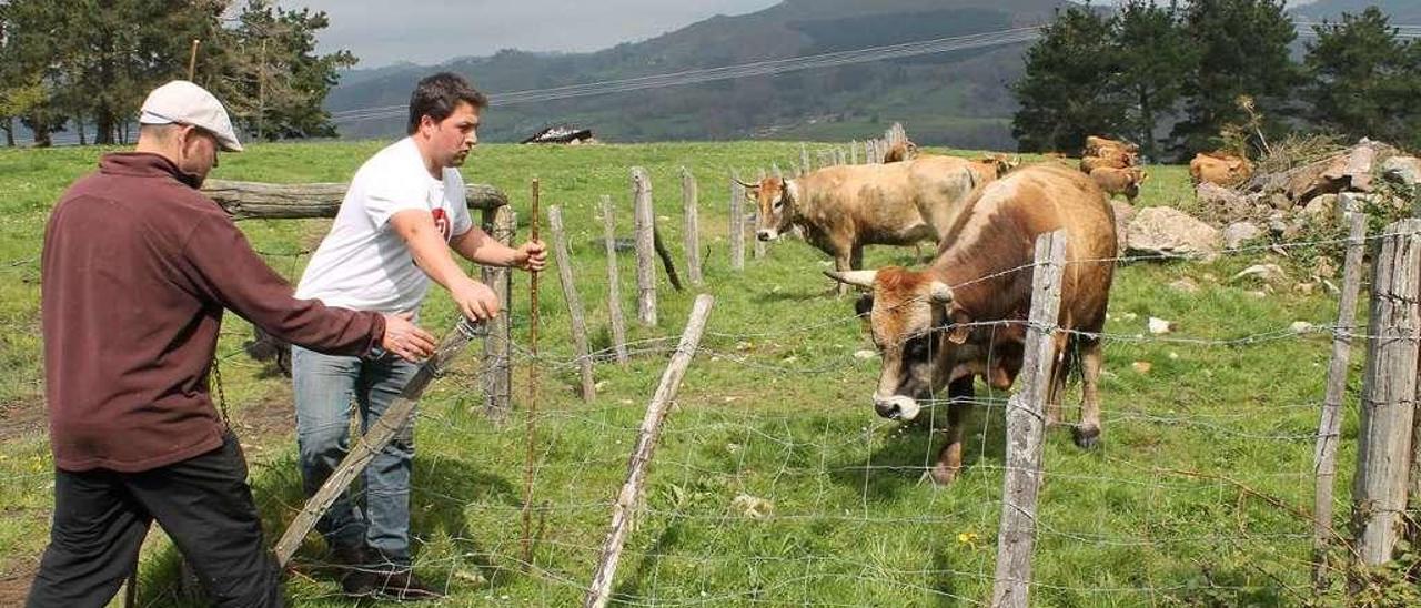 Héctor Riaño, a la izquierda, y Maikel Peri, con varias vacas, en los pastos del monte Cayón.