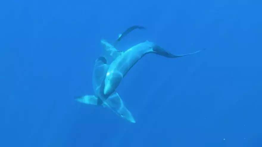 Graban por primera vez en el Mediterráneo el cortejo de dos tiburones azules frente a Badalona