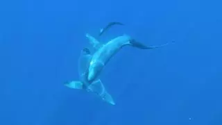 VÍDEO | Graban por primera vez en el Mediterráneo el intento de cópula de dos tiburones azules frente a Badalona