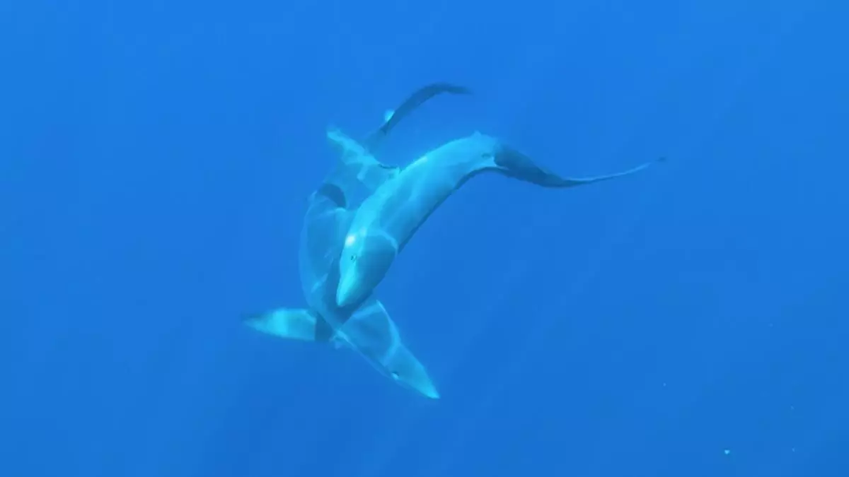 VÍDEO | Graban por primera vez en el Mediterráneo el intento de cópula de dos tiburones azules frente a Badalona