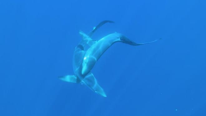 Graban por primera vez en el Mediterráneo el cortejo de dos tiburones azules frente a Badalona