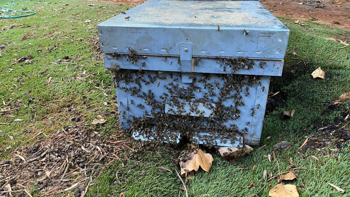 Imagen de la caja utilizada para la extracción de las abejas.