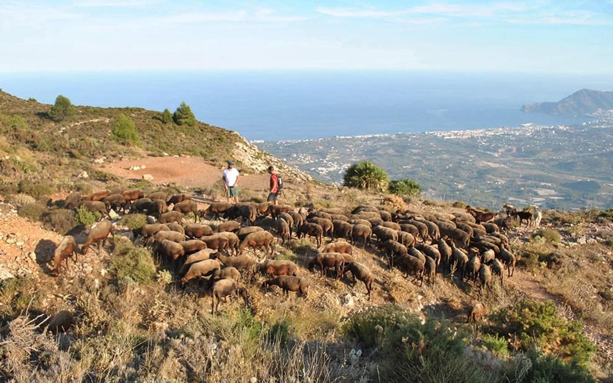 Las ovejas Guirra de Joan `El Vixac´, seran las `bomberas´ de la sierra Bernia.