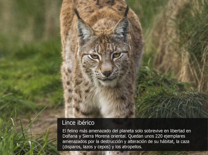 Las especies más amenazadas de la fauna española