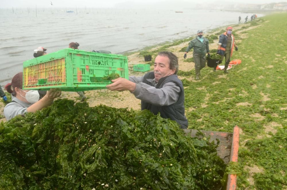 La agrupación de Carril limpia el manto verde de algas que arrastró el temporal Álex a la playa Compostela. / Noé Parga