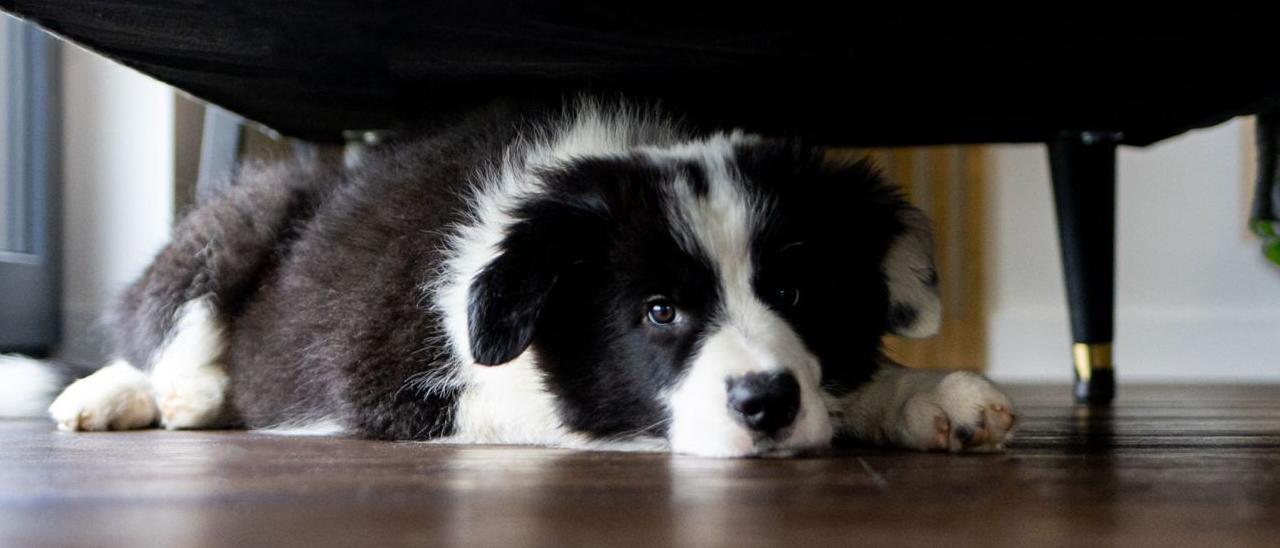 Un perro asustado se esconde debajo de un sofá. |
