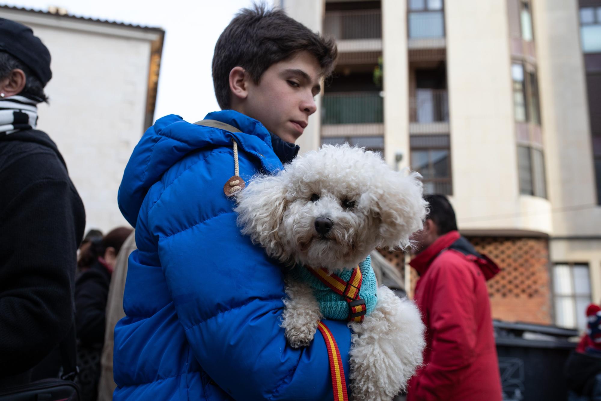 Los animales reciben la bendición por San Antón en Zamora