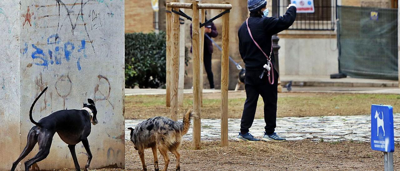 Dos perrros sueltos por el parque del antiguo Hospital que recae a la calle de Guillem de Castro. | E.RIPOLL
