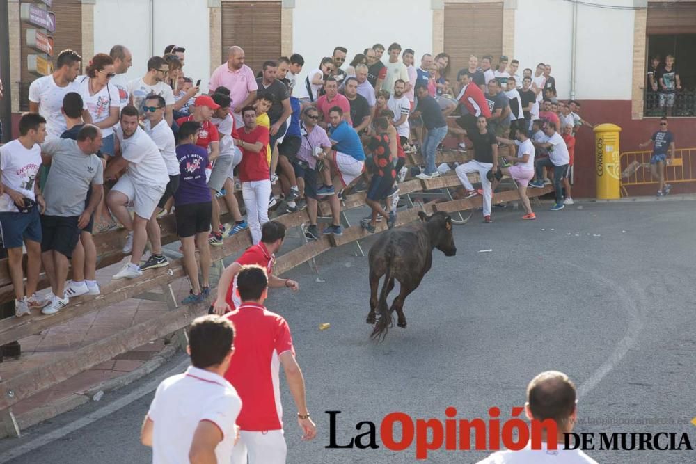 Última suelta de vacas en Moratalla