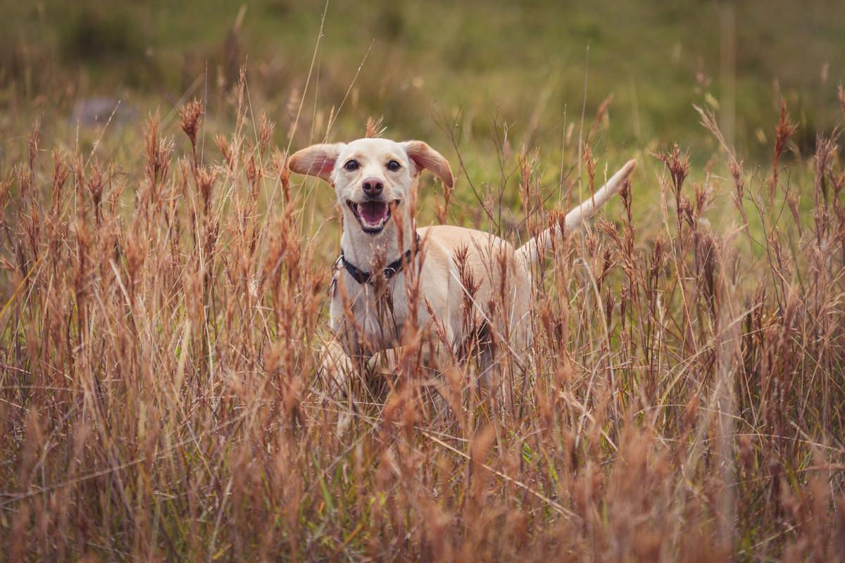 ¡Alerta en Primavera! Los Peligros Ocultos de las Espigas para tu Perro y Cómo Protegerlo