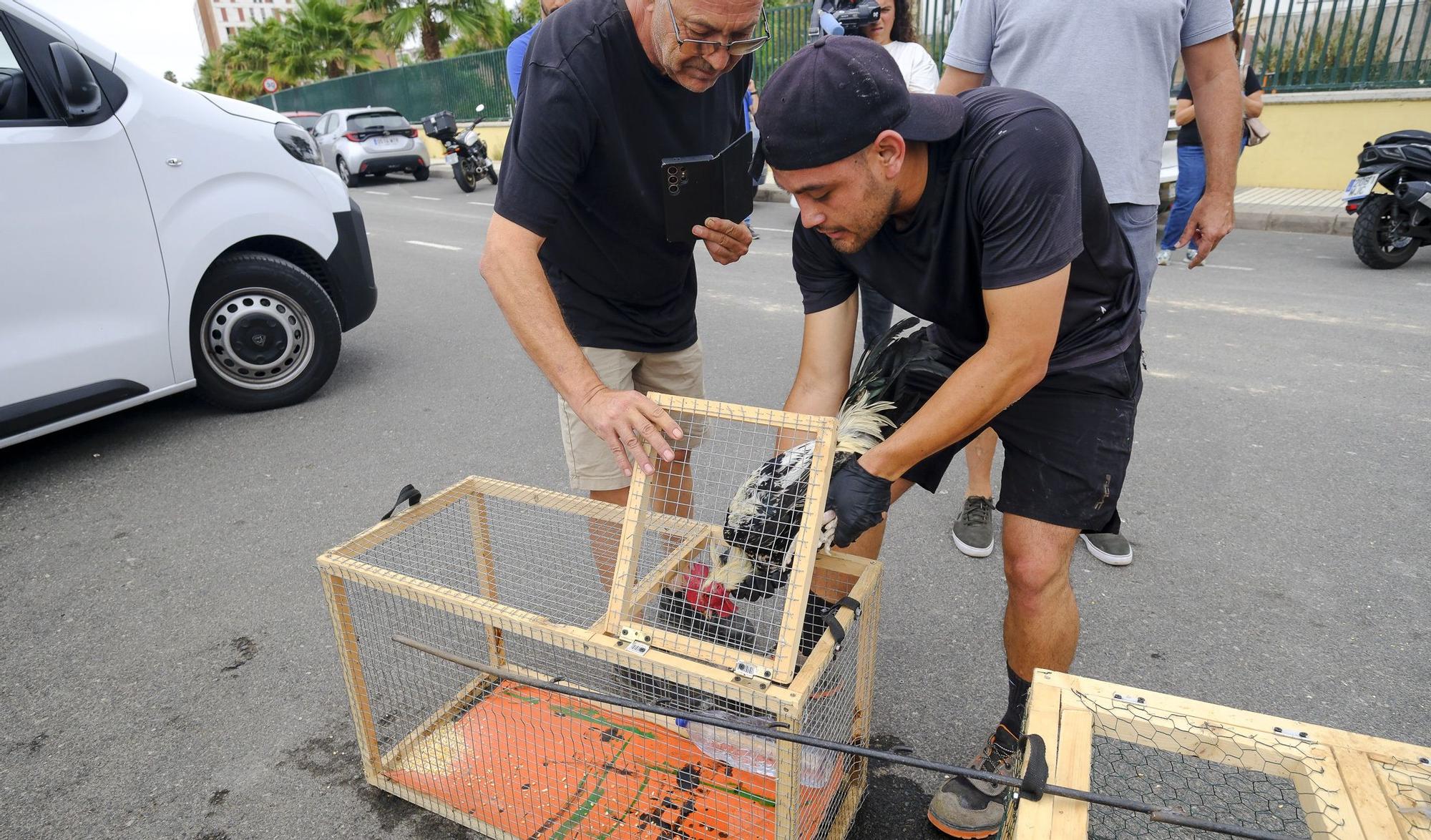 El Ayuntamiento retira los gallos de La Paterna tras varias quejas vecinales y antes de aplicar la desratización