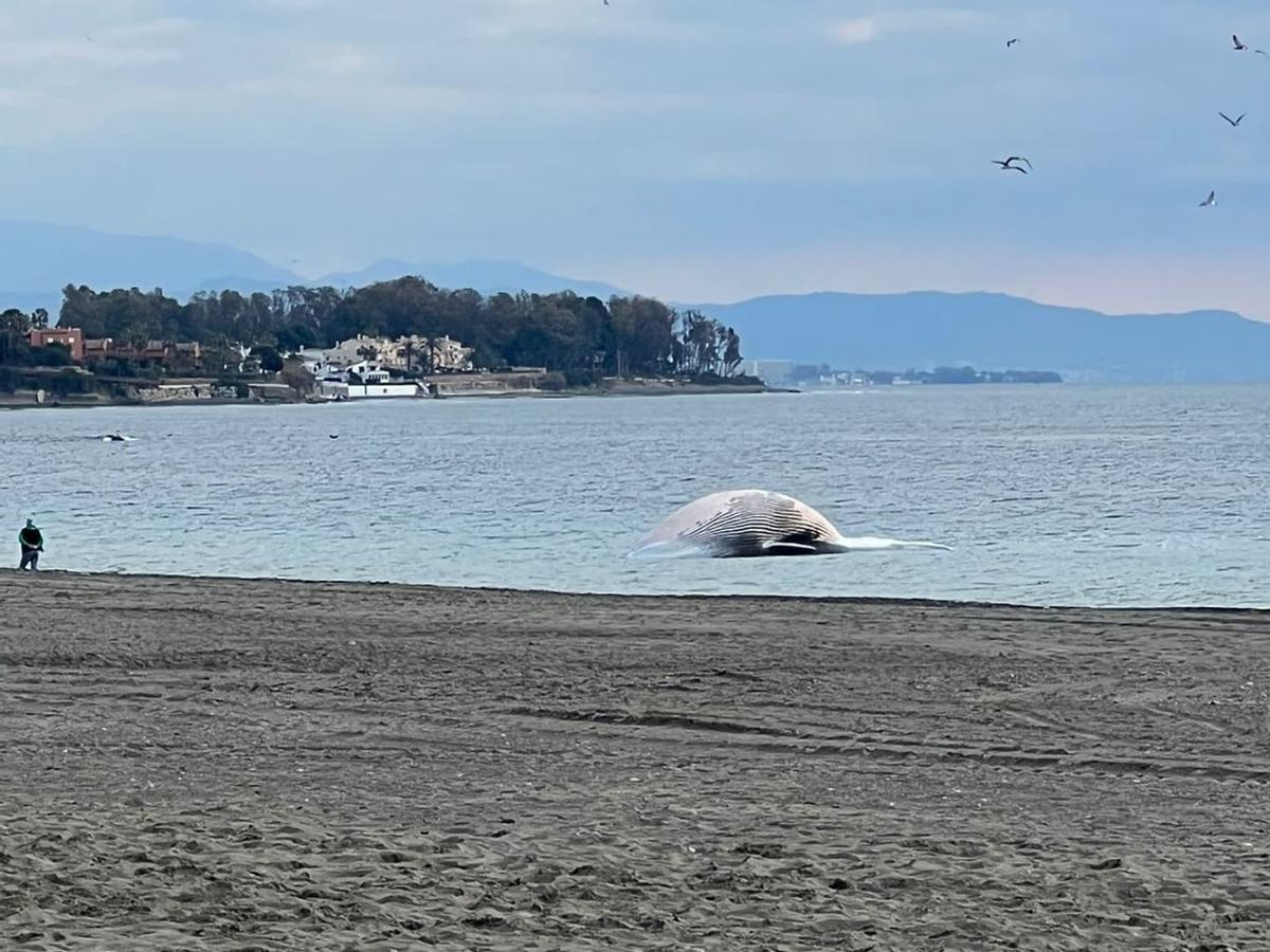 Rorcual común encontrado en Estepona.