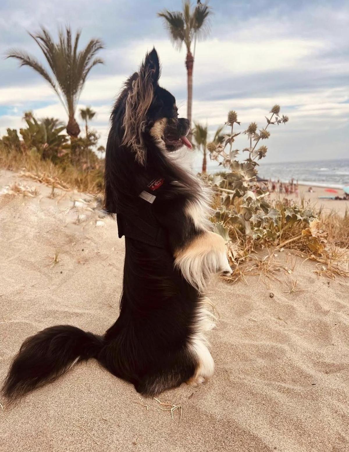 Gypsy se ha convertido en el compañero de viajes de la familia Banderas
