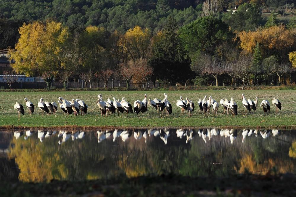 Les cigonyes tornen a l'Estany de Banyoles