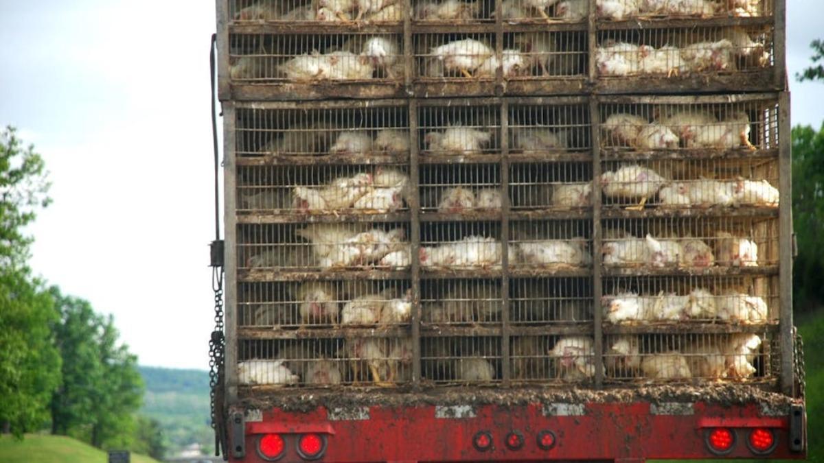 El transporte comercial a gran escala de animales domesticados está asociado con la evolución y propagación de nuevas variedades de influenza.
