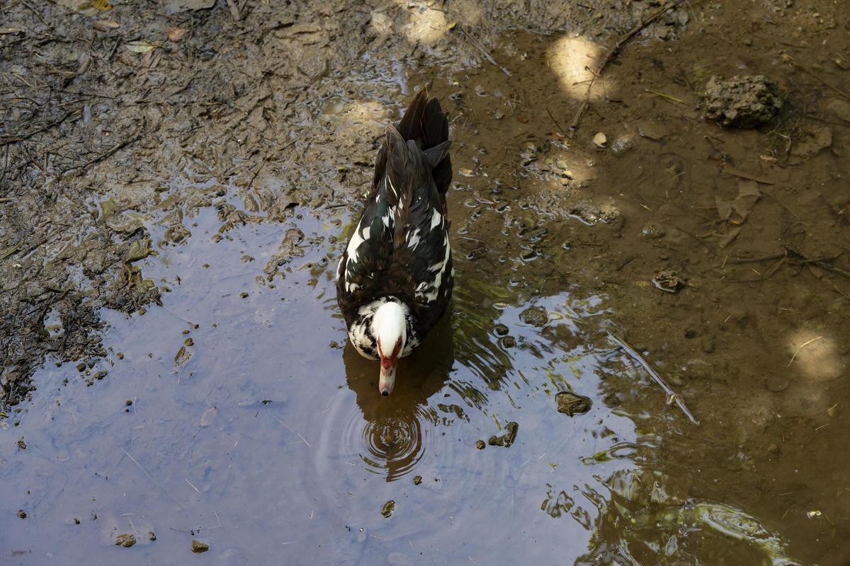El rio Sants, de nuevo seco a su paso por Canals
