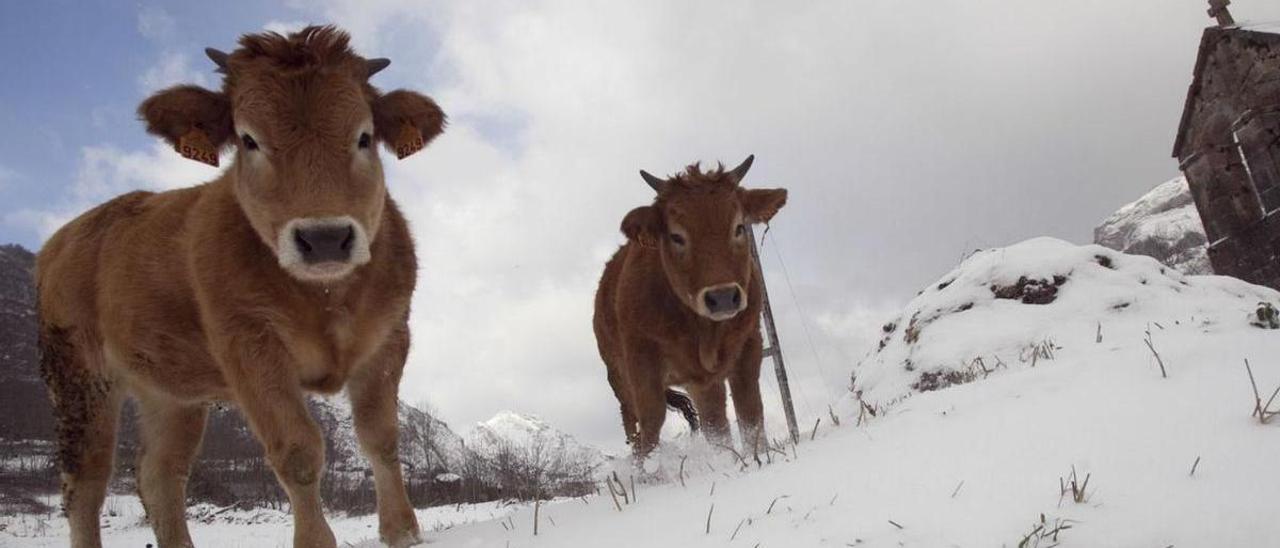 Vacas en un campo nevado. | Miki López