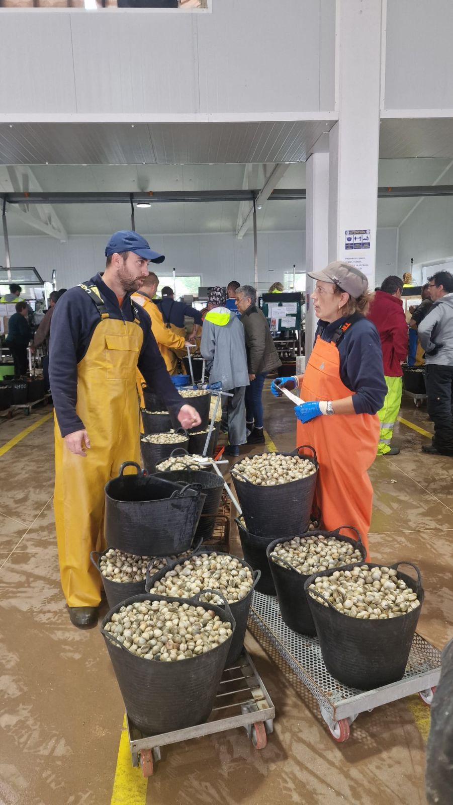 Así es el día a día en el puerto y la lonja de O Testal (Noia), donde cada vez se dan cita más mariscadores arousanos.