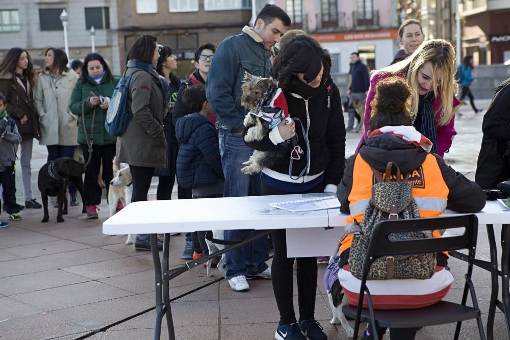 San Silvestre canina en Gijón