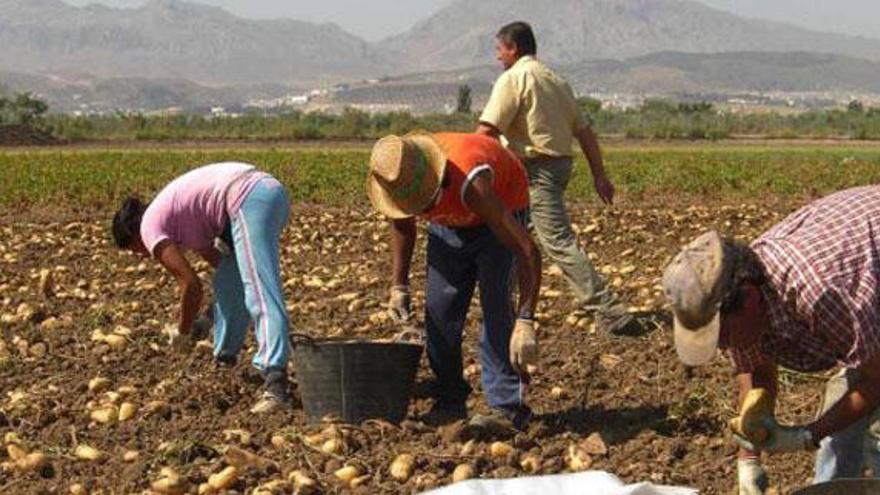 Un grupo de agricultores se afana en la recogida de la patata temprana de Antequera.