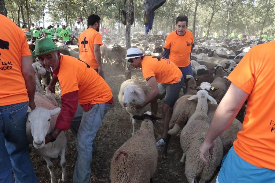 Fiesta de la Trashumancia en San Vitero