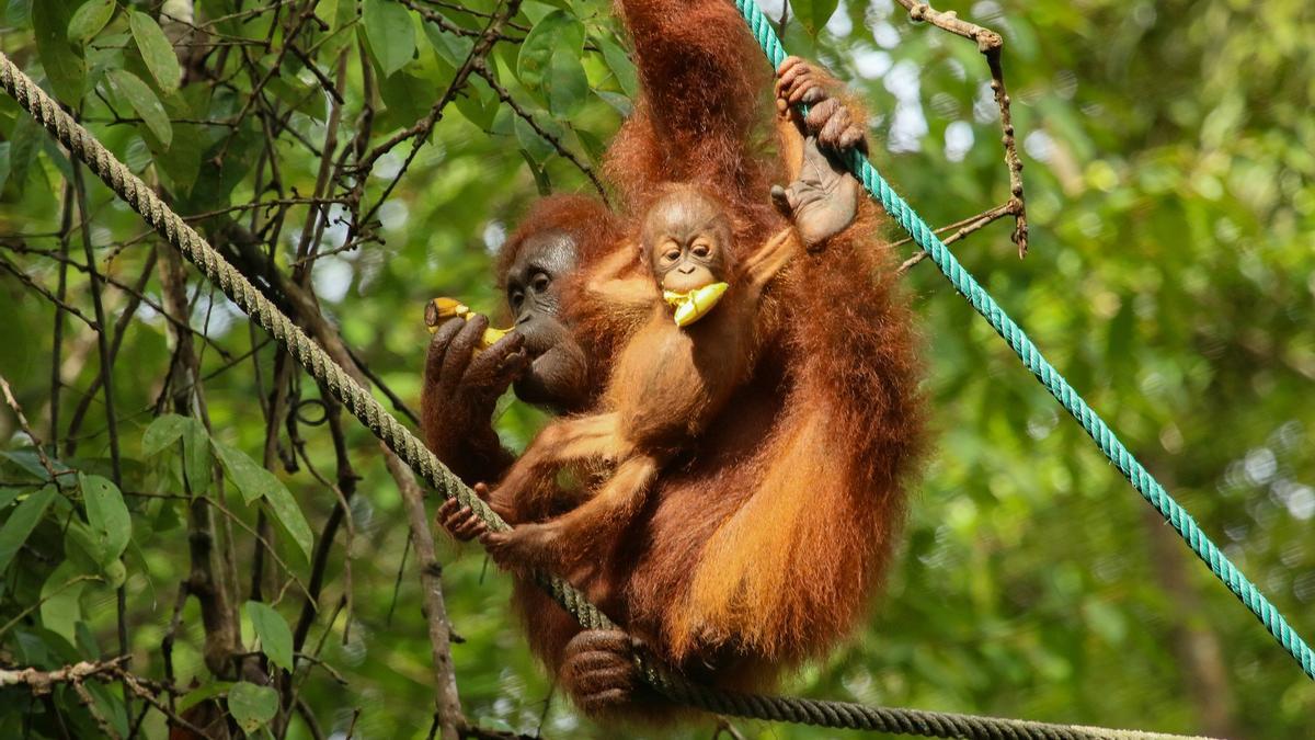 Una orangután y su cría pelan y comen plátanos mientras se mantienen colgados de unas cuerdas.