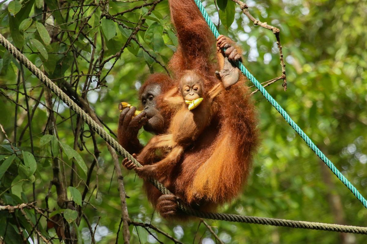 Una orangután y su cría pelan plátanos mientras se mantienen colgados de unas cuerdas.