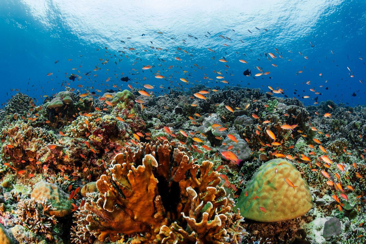Los arrecifes de coral junto a Gili Air