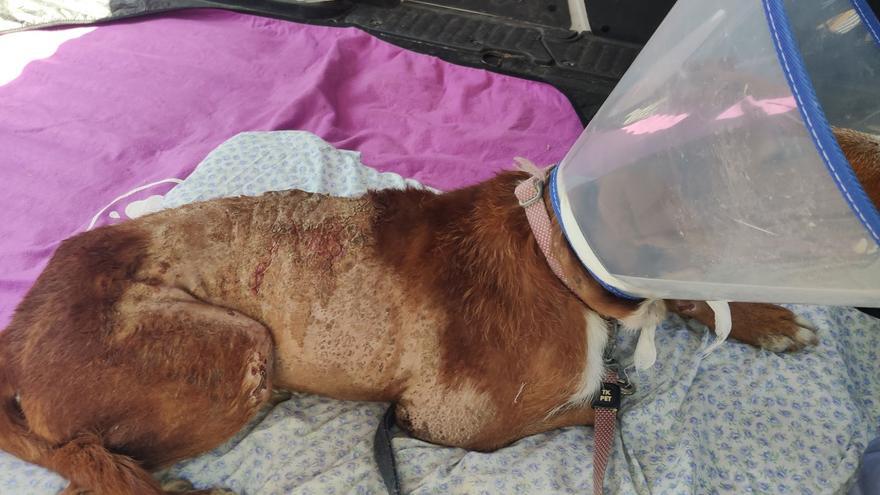 Maltrato animal: encuentran a un perro con quemaduras por ácido en una cuneta de Motril
