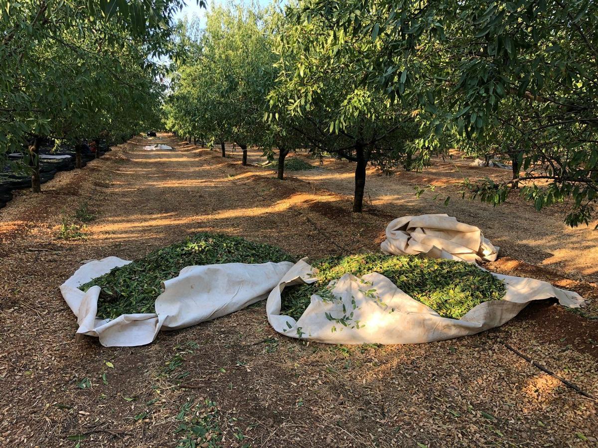 Imagen de archivo de unos almendros jóvenes en plena producción.