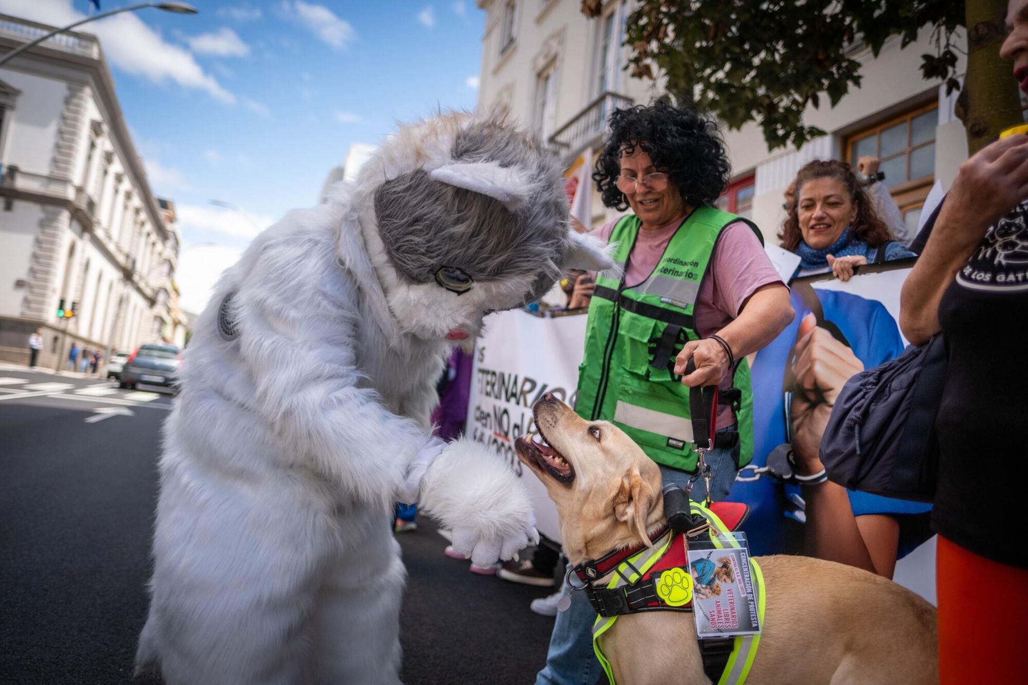 Los veterinarios  de Tenerife se manifiestan contra el decreto que les impide suministrar antibióticos a las mascotas.