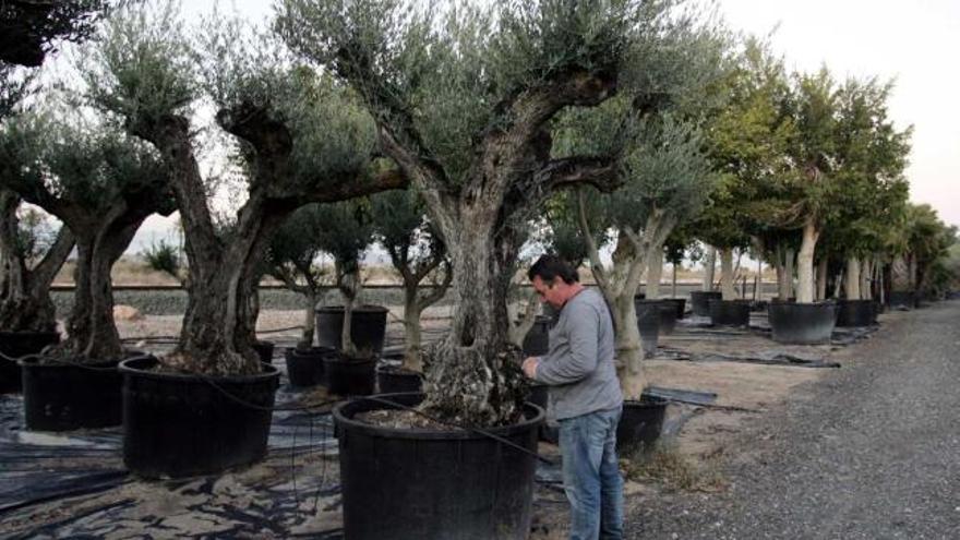 Uno de los viveros situados en el término municipal ilicitano, que cultiva, entre otras especies, olivos.