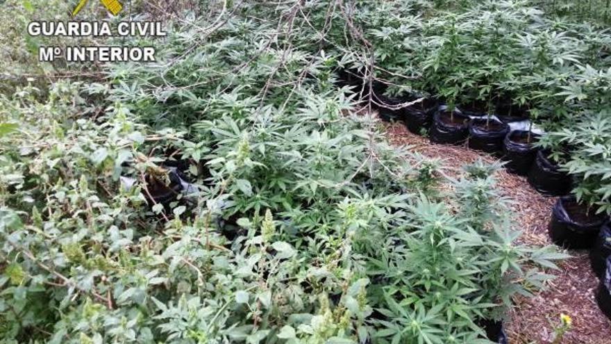 Detienen a un hombre con 900 plantas de cannabis en Castelló