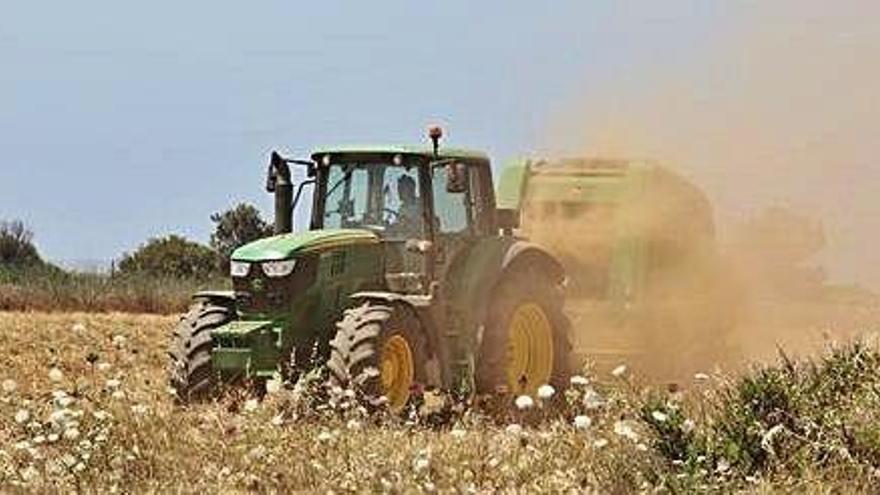 Un tractor trabaja en la recogida del cultivo de secano en Ibiza.