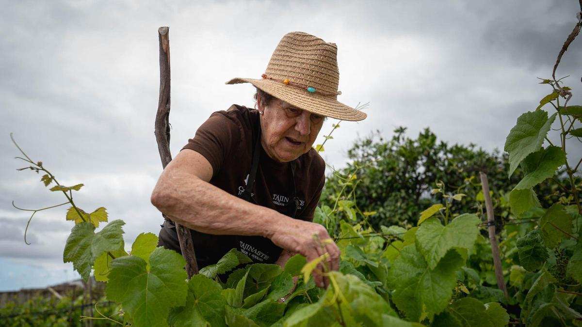 La técnica del cultivo de la viña en cordón trenzado de La Orotava es Bien de Interés Cultural.