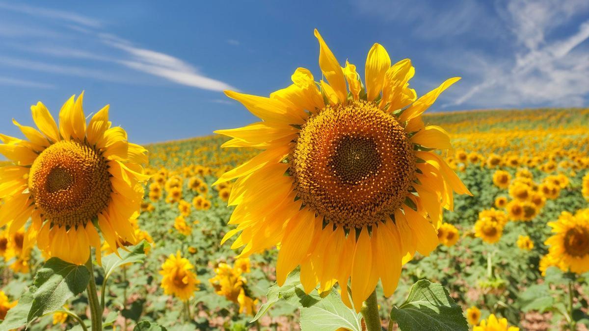 Campo de girasoles