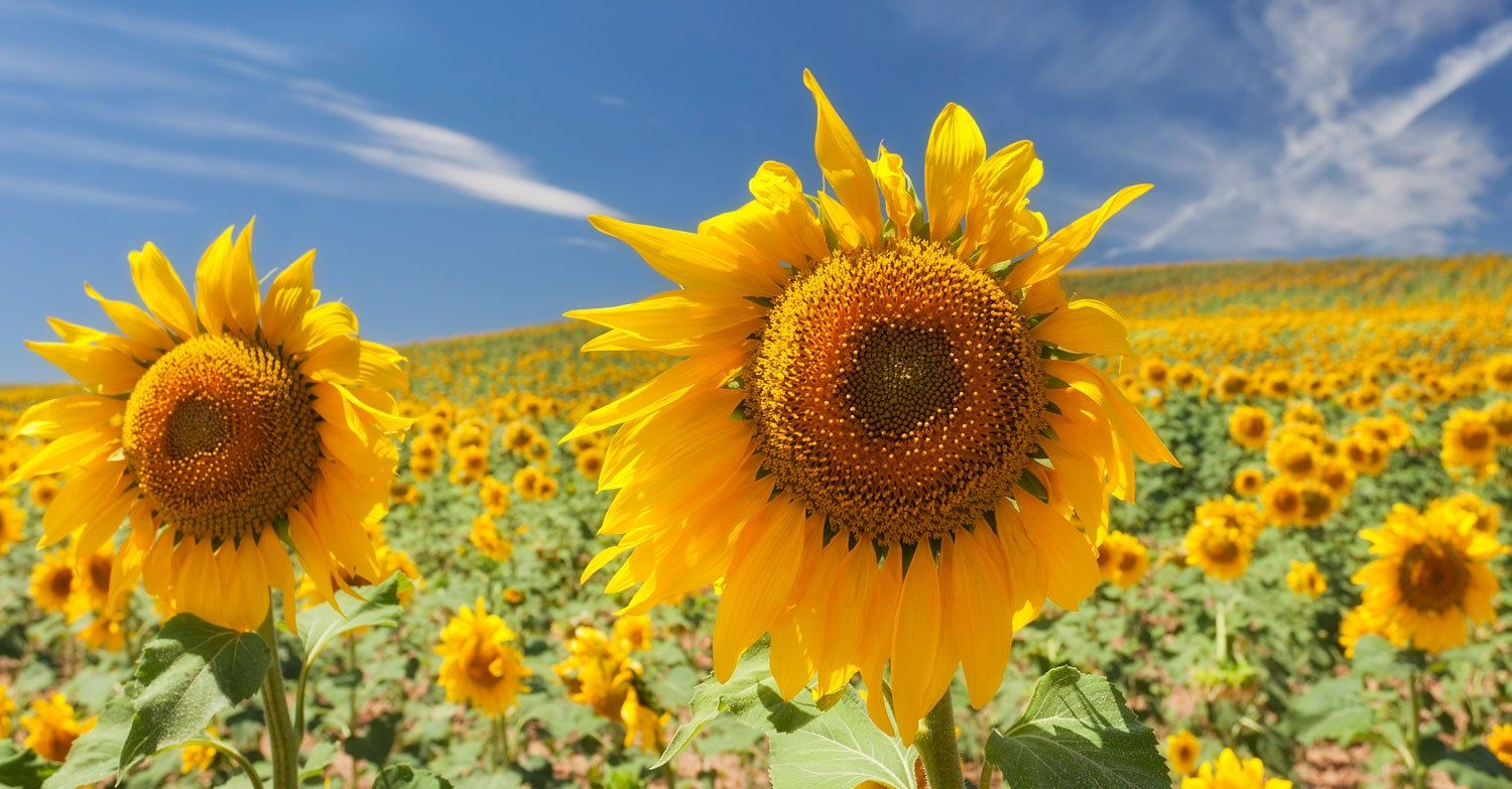 Los 4 campos de girasoles (seguramente) más bellos del mundo - Viajar