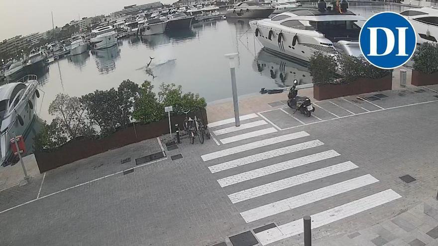 Un atún se da un festín en pleno puerto de Ibiza