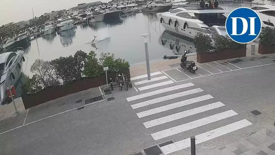 Un atún se da un festín en pleno puerto de Ibiza