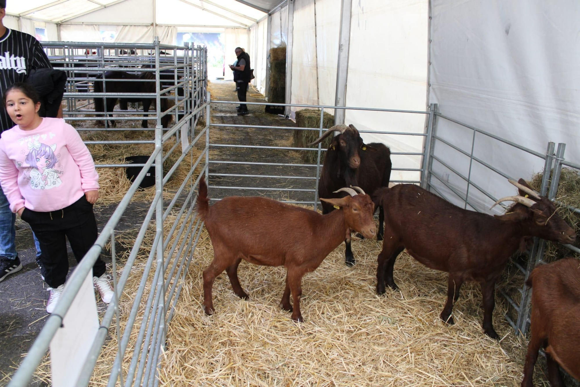 Así es Llangréu Nautral, la feria de las razas autóctonas asturianas que se celebra en pleno centro de Langreo