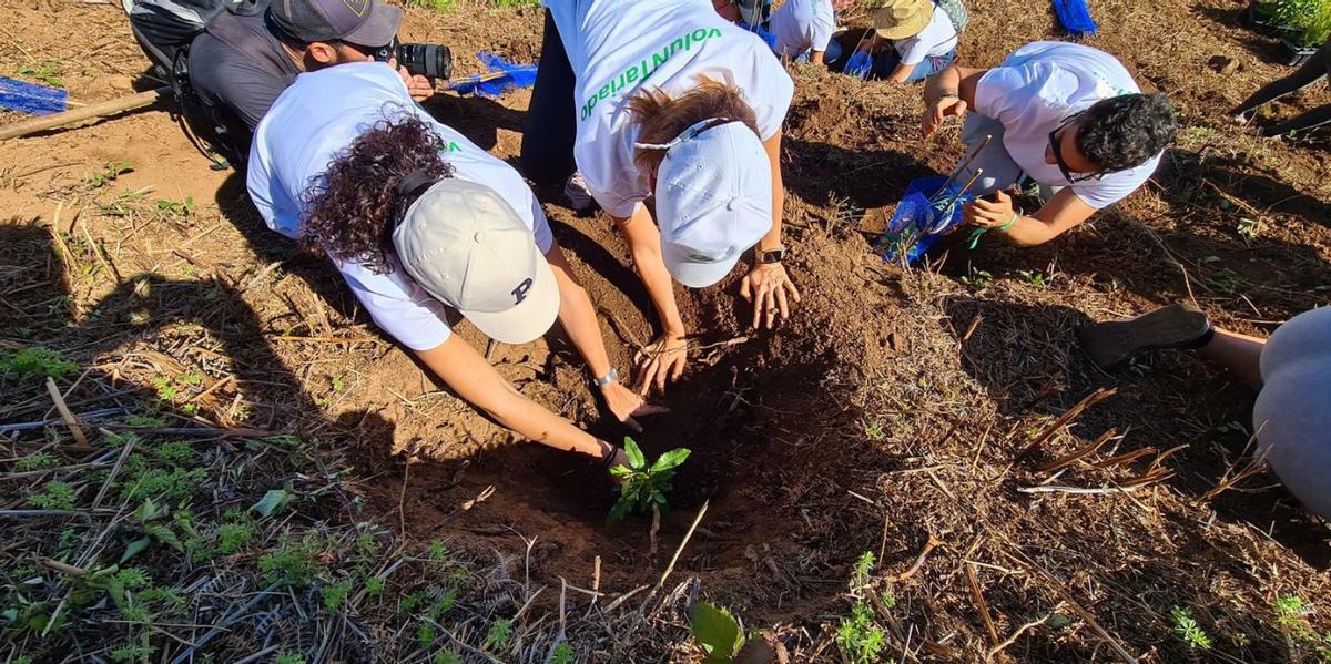 Foresta y Binter ya han plantado más de 7.000 árboles. lp/dlp