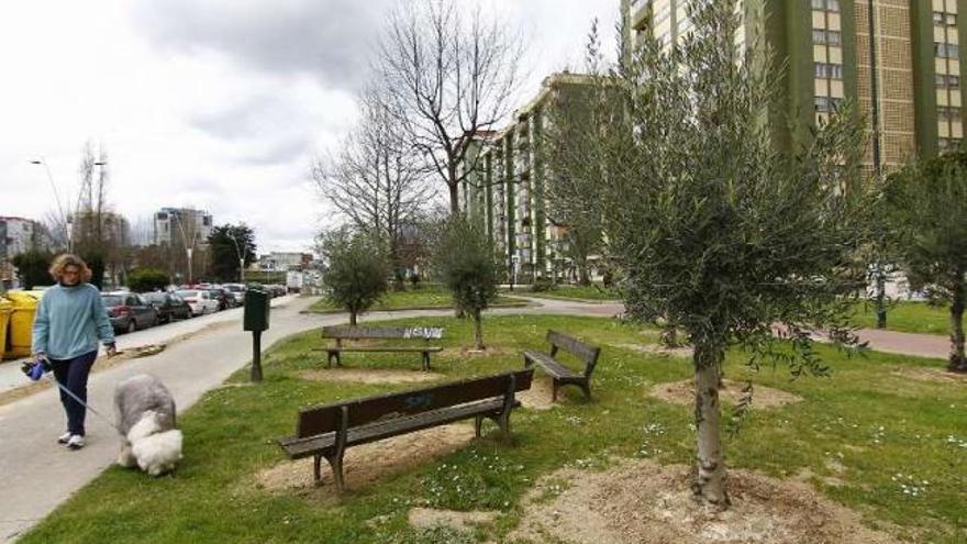 Olivos plantados en el paseo de la avenida de Castelao.  // J.Santomé