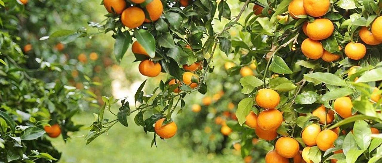 La producción de variedades protegidas como la mandarina Orri ha subido un 10 %.