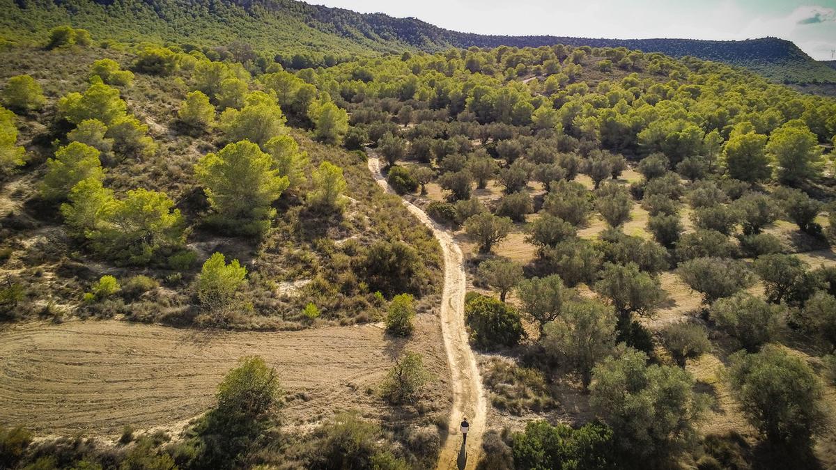 Sierra Escalona y la Dehesa de Campoamor cuenta con una llamativa masa forestal en el extremo sur de la provincia que se alterna en un mosaico paisajístico de bancales de secano