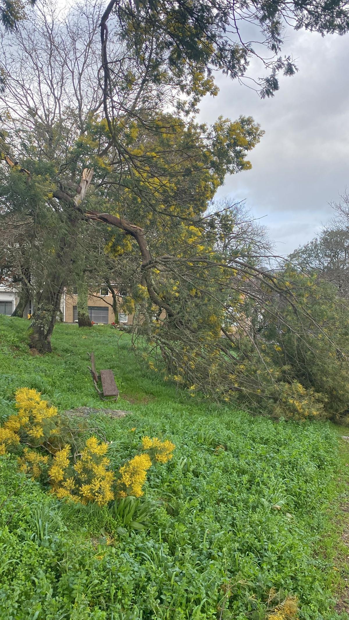 "Fue un resplandor enorme": un rayo cae entre casas de la zona norte de Santiago y destroza una acacia